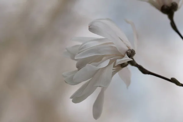 Weiße Magnolienblüten — Stockfoto