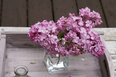 Vazoda güzel kokulu mor Leylakların natürmortu.