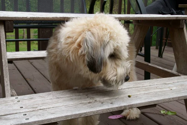 Eğlenceli bir ruh hali içinde yumuşak kaplamalı Wheaten Terrier.