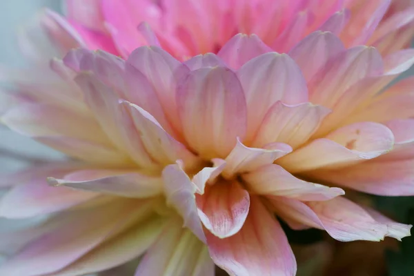 Perto de uma flor de dália rosa — Fotografia de Stock