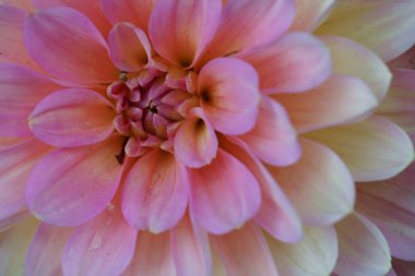 Pembe Dahlia çiçek bir closeup.