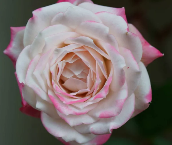 Uma rosa Floribunda rosa — Fotografia de Stock