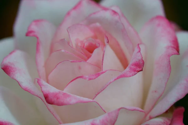 Uma rosa Floribunda rosa — Fotografia de Stock