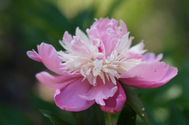 Büyük şakayık çiçeği.