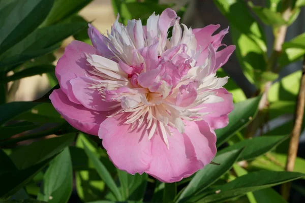 Grande fiore di Peonia . — Foto Stock