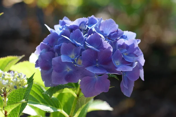 Blå och lila hortensia blommor — Stockfoto