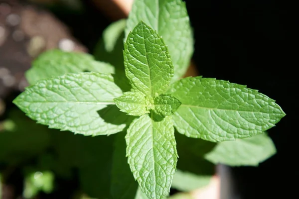 Daun mint, fokus selektif . — Stok Foto