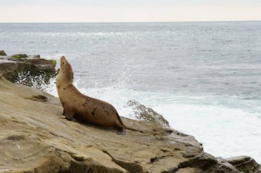 Foklar, Deniz Aslanları kıyılarda dinleniyor
