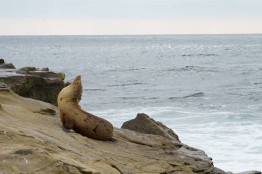Foklar, Deniz Aslanları kıyılarda dinleniyor