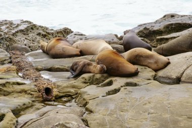 Foklar, Deniz Aslanları kıyılarda dinleniyor