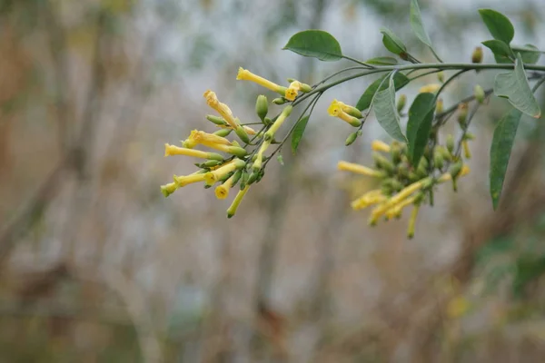 Желтые цветы, селективный фокус . — стоковое фото