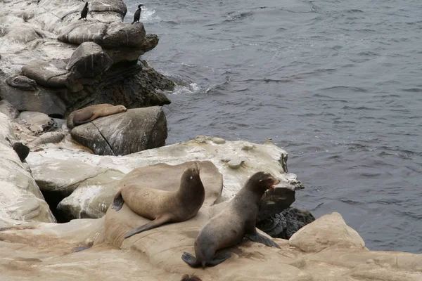 Costa de La Jolla Beach — Fotografia de Stock