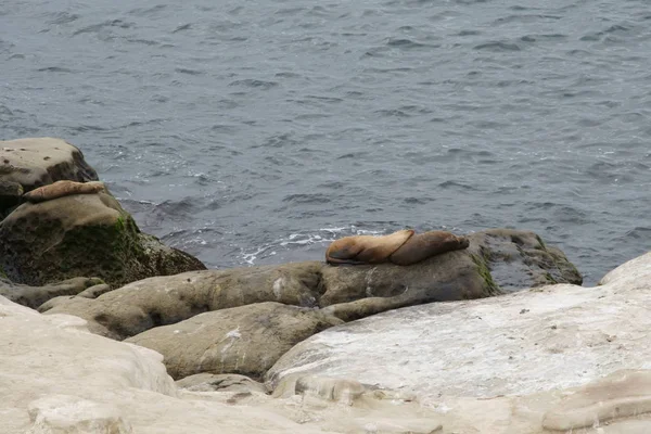 Focas, leones marinos descansando en las orillas — Foto de Stock