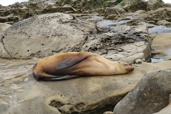 Selos, Leões do Mar descansando nas margens — Fotografia de Stock