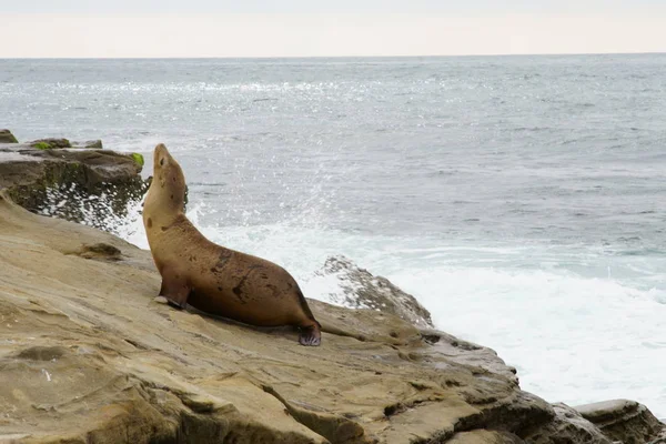 Foklar, Deniz Aslanları kıyılarda dinleniyor