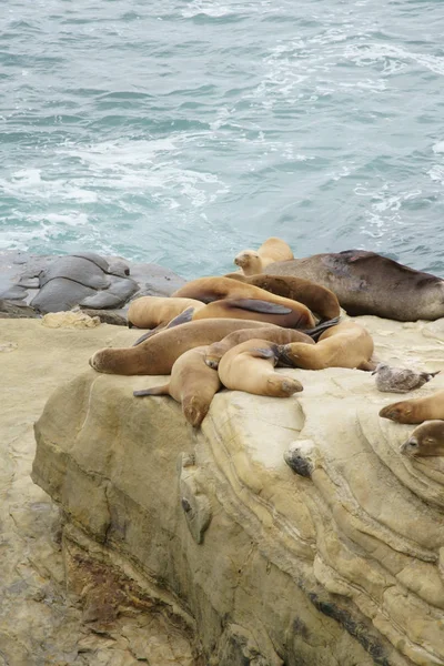 Focas, leones marinos descansando en las orillas — Foto de Stock