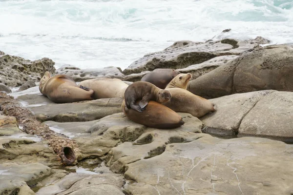 Selos, Leões do Mar descansando nas margens — Fotografia de Stock
