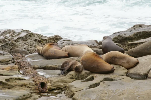 Selos, Leões do Mar descansando nas margens — Fotografia de Stock