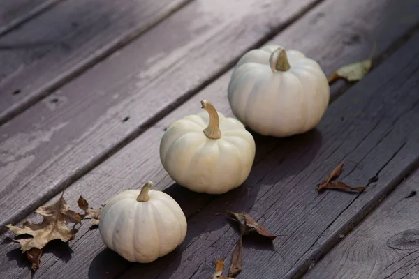 White Pumpkins in the festive season — Stock Photo, Image