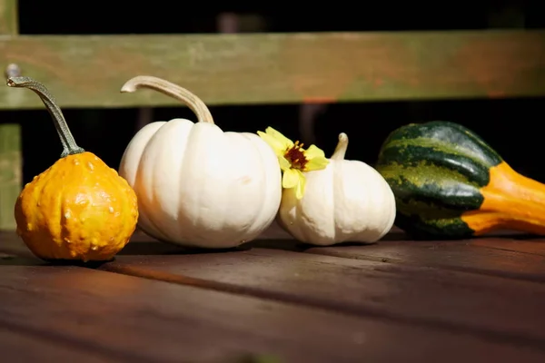Decorative Pumpkins on wooden background — Stock Photo, Image