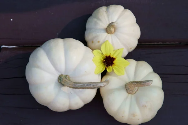 White Pumpkins in the festive season — Stock Photo, Image