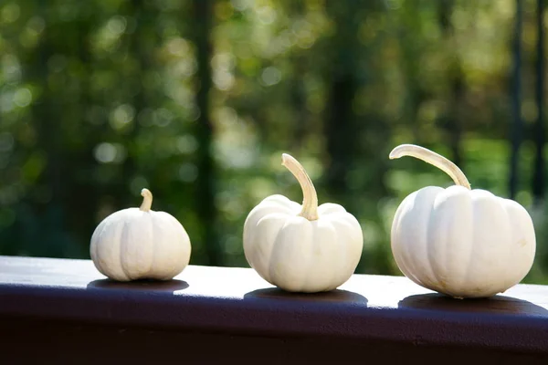 White Pumpkins in the festive season — Stock Photo, Image