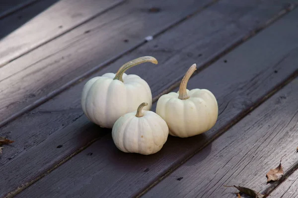 White Pumpkins in the festive season — Stock Photo, Image