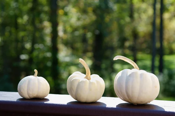 White Pumpkins in the festive season — Stock Photo, Image