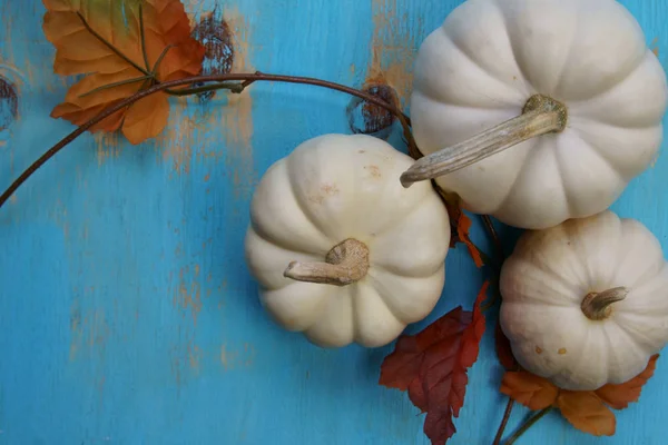 Top view of White Pumpkins on blue background. — Stock Photo, Image