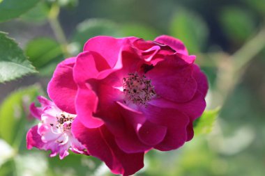 Yaz mevsiminde gül çiçeğini kapat, seçici odaklanma.