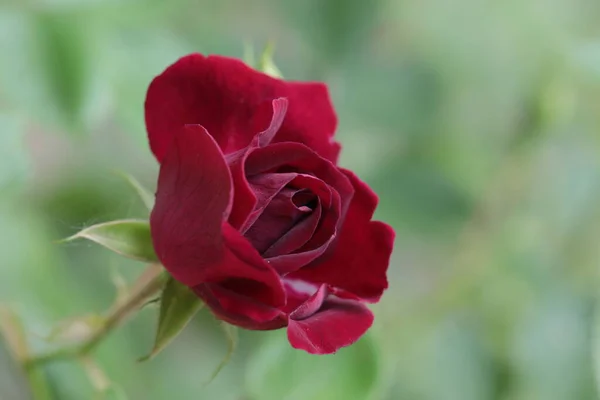 Primer Plano Flor Rosa Temporada Verano Enfoque Selectivo — Foto de Stock