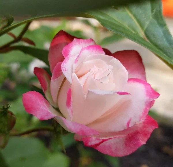 Primer Plano Flor Rosa Temporada Verano Enfoque Selectivo — Foto de Stock