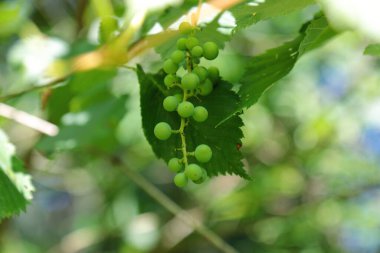 Yaz mevsiminde çiçekli pembe gül çalısı.