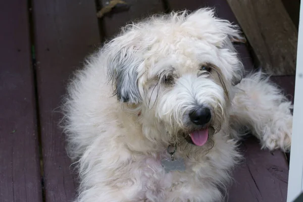 A soft Coated Wheaten Terrier sitting and relaxing.