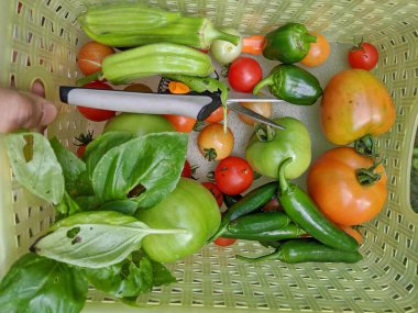 Bahçede sebze makasıyla yetişen bir sepet sebze..