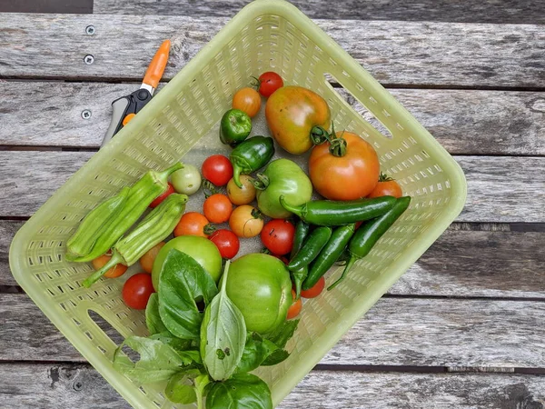 Panier Légumes Cultivés Dans Jardin Familial Avec Des Cisailles Légumes — Photo
