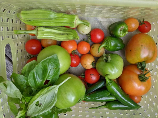 Basket Vegetables Grown Home Garden Vegetable Shears — Stock Photo, Image