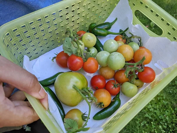 Bowl Red Cherry Tomatoes Peppers Homegrown Vegetables — Stock Photo, Image