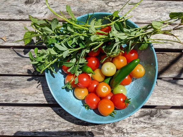 Bowl Red Cherry Tomatoes Peppers Fenugreek Leaves Homegrown Vegetables — Stock Photo, Image