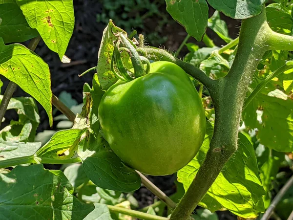 Green Tomato Growing Summer Season — Stock Photo, Image