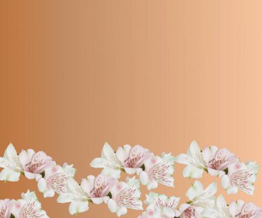 Turuncu arka planda beyaz çiçekler var. Uzayı kopyala, düz yat. Asgari doğal kavram.