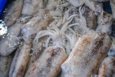 Belgili tanımlık rafa koymak içinde soğutulmuş taze mürekkep balığı markette satılan.