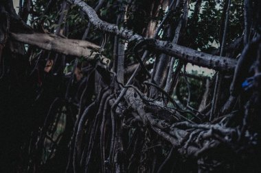 Yalnızlık karanlık ormanın içinde