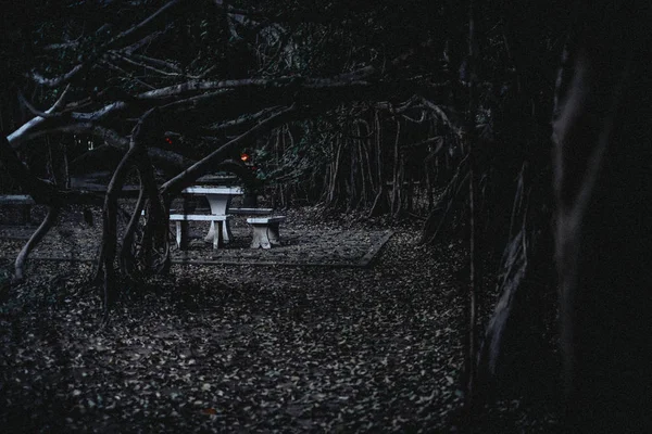 Magány Sötét Erdőben — Stock Fotó