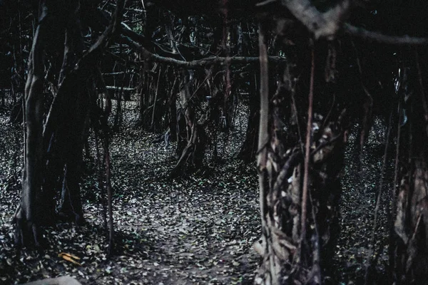 暗い森の中の孤独 — ストック写真