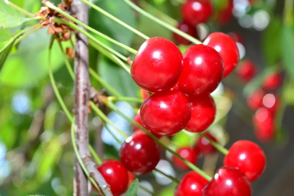 Ripe red cherry on a branch with green leaves — Stock Photo, Image