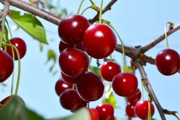 Ripe red cherry on a branch with green leaves — Stock Photo, Image