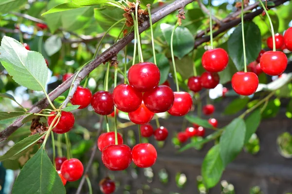 Ripe red cherry on a branch with green leaves — Stock Photo, Image