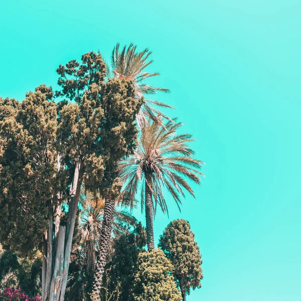 palm trees and turquoise sky. minimal and surreal. summer vacation