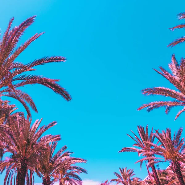 lines of pink palm trees against the sky. bright neon colors. minimal and surreal. summer vacation. urban style